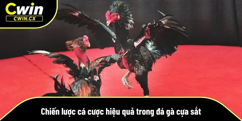 Trước khi các cược cần có chiến lược phù hợp