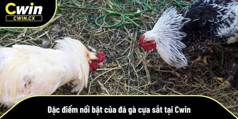 Đá gà cựa sắt mang nhiều điểm hấp dẫn