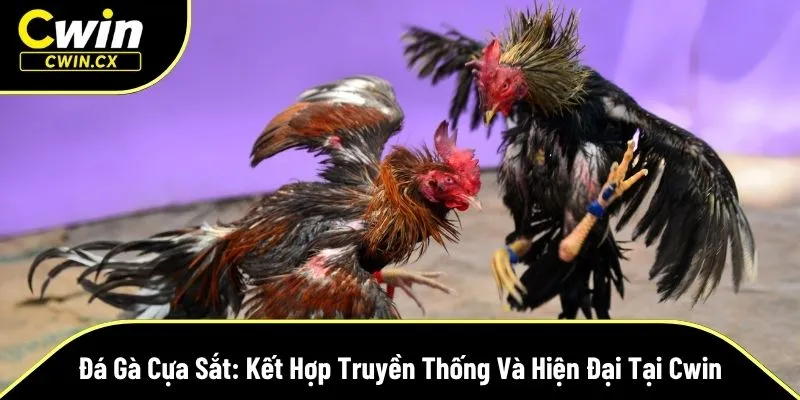 Đá gà cựa sắt