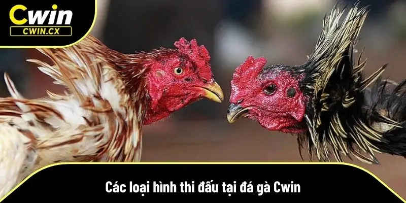 Tham gia đá gà Cwin để sống trọn cùng từng trận đấu nảy lửa