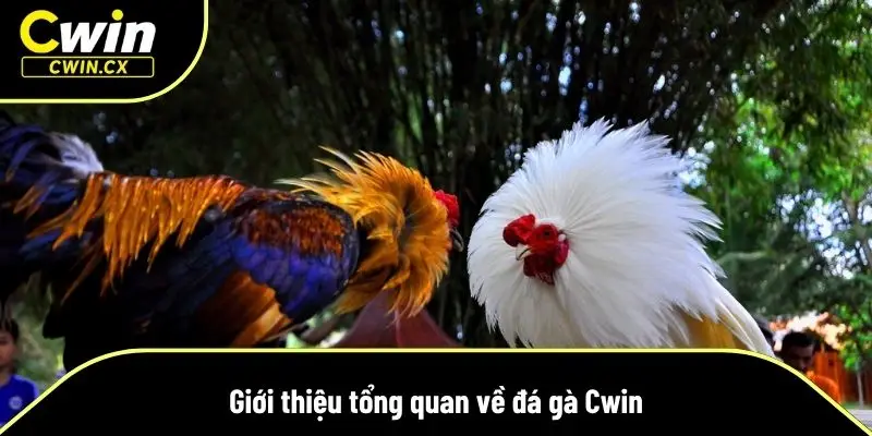 Đá gà Cwin – nơi hội tụ của những chiến kê dũng mãnh