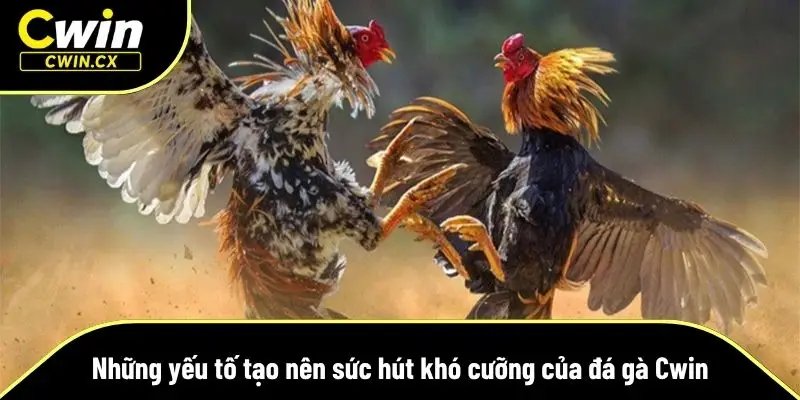 Những yếu tố tạo nên sức hút khó cưỡng của đá gà Cwin