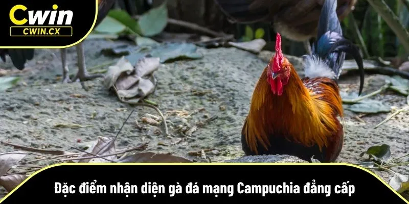Các dòng gà chiến trong đá gà mạng đều có phả hệ rõ ràng