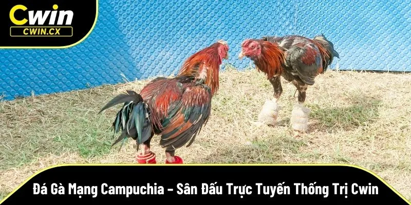 đá gà mạng Campuchia