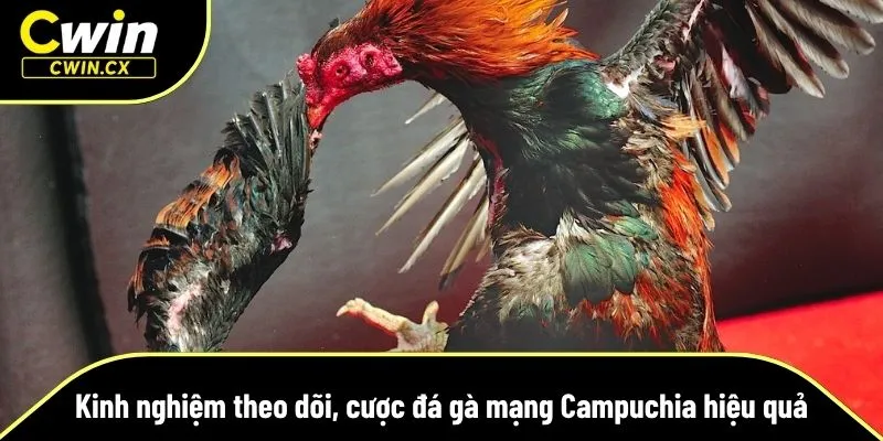 Mẹo đặt cược đá gà mạng Campuchia tại Cwin