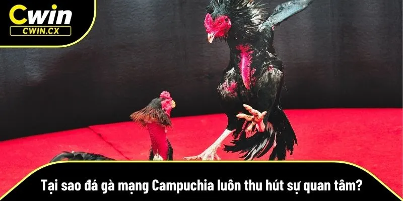 Lý do thu hút của các trận đá gà mạng Campuchia