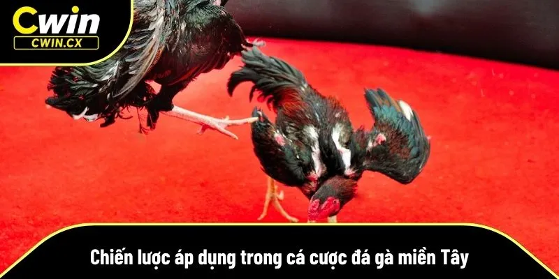 Đá gà miền Tây đòi hỏi chiến lược chuẩn