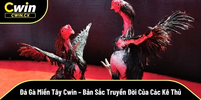 đá gà miền Tây