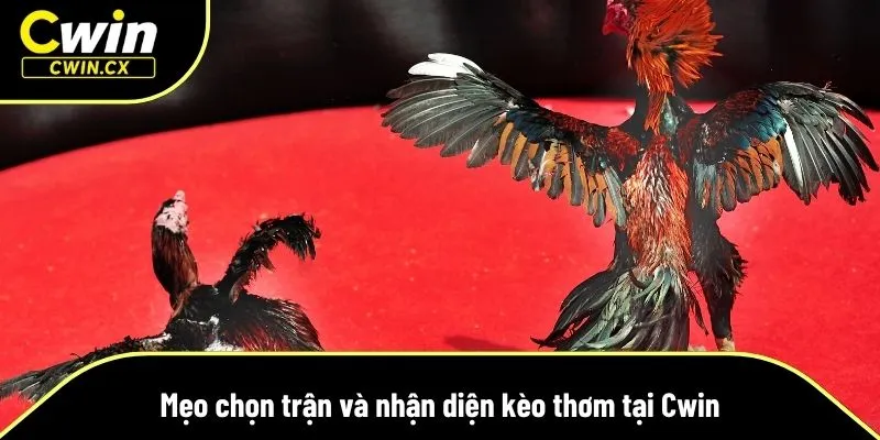 Mẹo lựa kèo đá gà miền Tây cho thành viên
