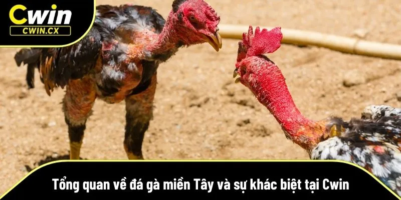 Trường đấu đá gà miền Tây - nơi sản sinh những chiến kê huyền thoại