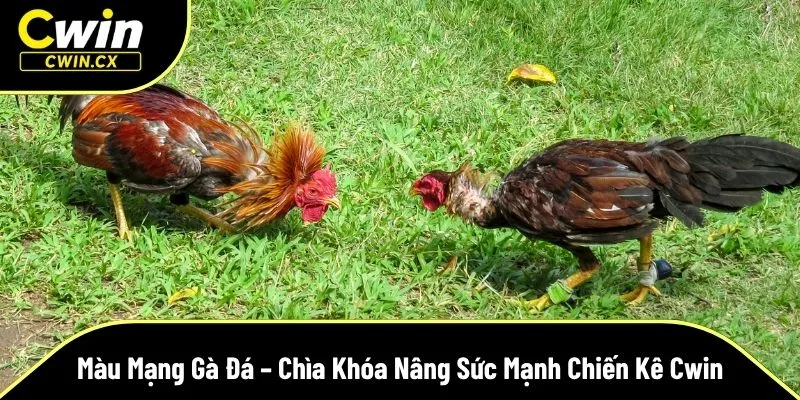 màu mạng gà đá
