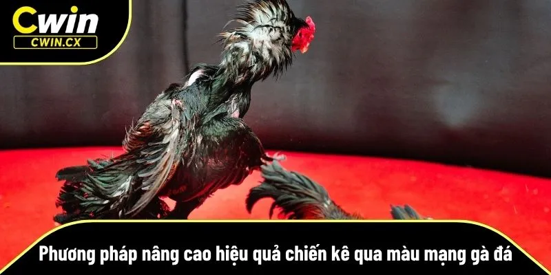 Cách nâng cao hiệu quả màu mạng gà đá
