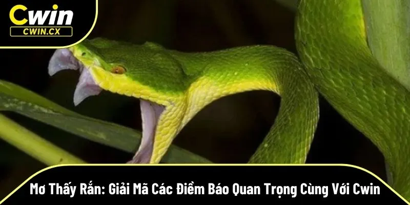 mơ thấy rắn