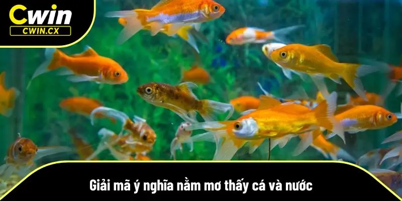 Nằm mơ thấy cá và nước là một hình ảnh cực kỳ phổ biến