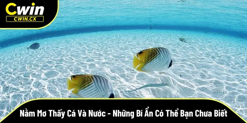 Nằm mơ thấy cá và nước