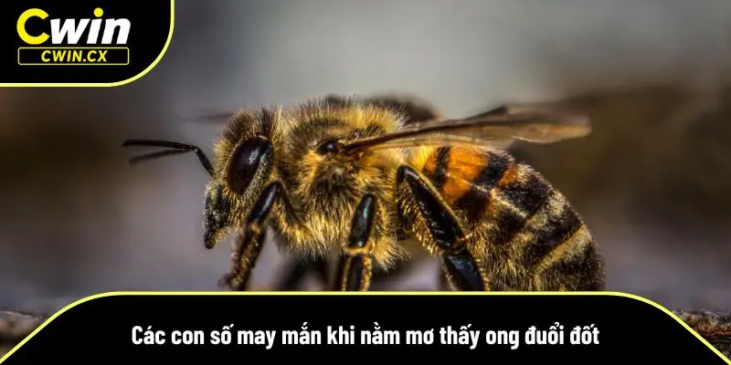 Giải mã chi tiết các con số may mắn khi mơ thấy ong đốt