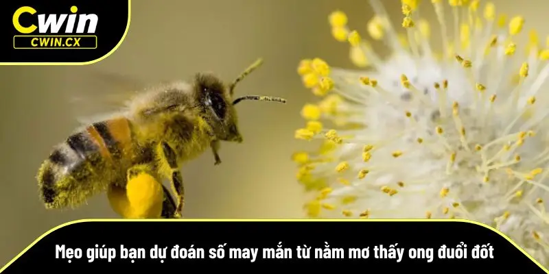 Tổng hợp một số mẹo giúp bạn chọn số mấy may cực chuẩn