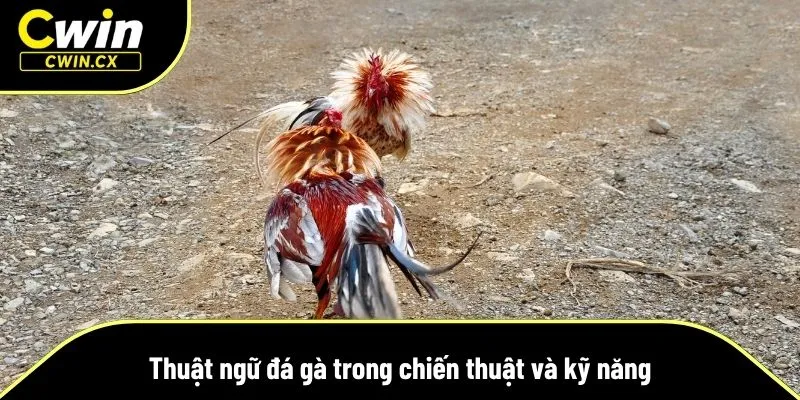 Thuật ngữ về chiến thuật của kê