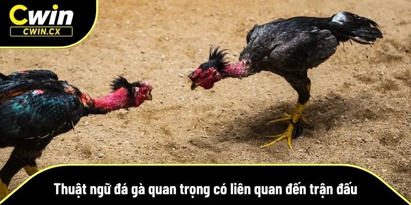Những từ ngữ xoay quanh trận đấu