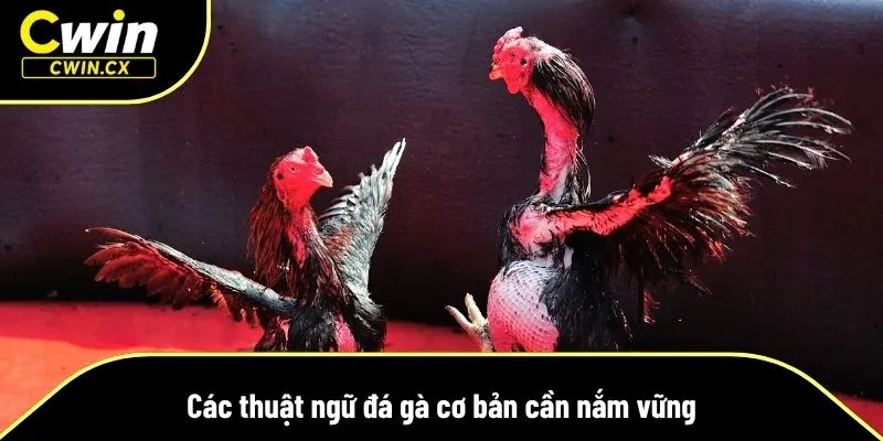Thuật ngữ đá gà cơ bản nên biết